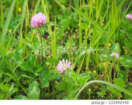 ムラサキツメクサ ムラサキツメクサ 115942548