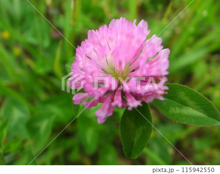 ムラサキツメクサ ムラサキツメクサ 115942550