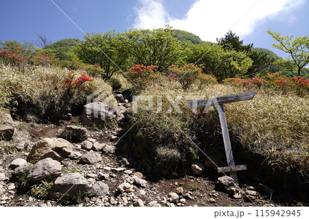 赤城山の鍋割山に相吉林道登山口から登る途中にある鍋割高原のツツジ 2024年5月14日 赤城山の鍋割山に相吉林道登山口から登る途中にある鍋割高原のツツジ 2024年5月14日 115942945