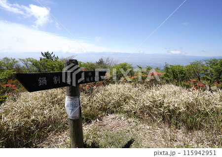 赤城山の鍋割山に相吉林道登山口から登る途中にある鍋割高原のツツジ　2024年5月14日 115942951