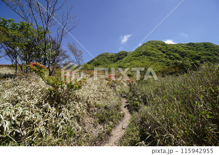 赤城山の鍋割山に相吉林道登山口から登る途中にある鍋割高原のツツジ 2024年5月14日 赤城山の鍋割山に相吉林道登山口から登る途中にある鍋割高原のツツジ 2024年5月14日 115942955
