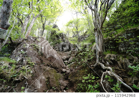 赤城山の鍋割山に相吉林道登山口から登る途中にある岩石の多い登山道 2024年5月14日 赤城山の鍋割山に相吉林道登山口から登る途中にある岩石の多い登山道 2024年5月14日 115942968