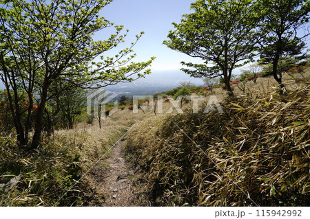 赤城山の鍋割山　山頂から南に下る登山道から鍋割高原に出る　　2024年5月14日 115942992