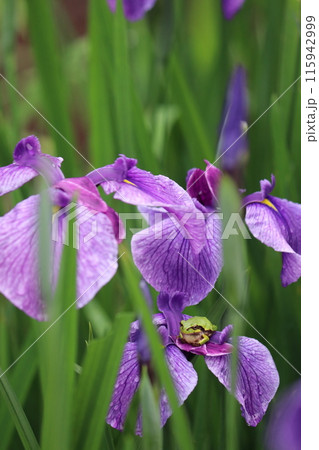 雨に濡れる花菖蒲とカエル1 雨に濡れる花菖蒲とカエル1 115942999