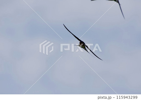 ツバメ 飛行 / swallow Japan 115943299