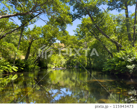 A tranquil river meandering through a lush forest under a clear blue sky 115943473