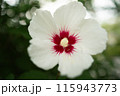 初夏を告げるムクデ 115943773