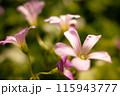 春の紫カタバミ 115943777