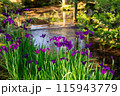 兼六園のカキツバタ 115943779