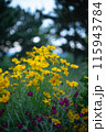 夕暮れの花達 115943784