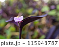 ムラサキゴテン 115943787