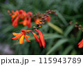 ヒメヒオウギズイセン 115943789