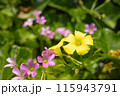 アマランダとムラサキカタバミ 115943791