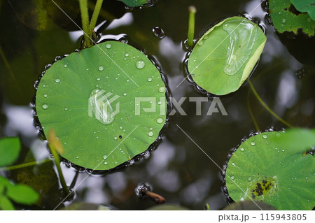 可憐な蓮の葉1 115943805