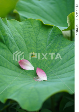 可憐な蓮の花とカエル4 可憐な蓮の花とカエル4 115943818