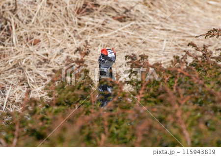木陰からひょっこりと顔を出す雷鳥オス 木陰からひょっこりと顔を出す雷鳥オス 115943819