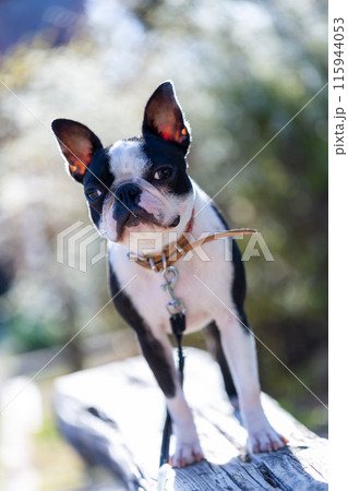 公園で遊ぶ愛犬　ボストンテリア 115944053