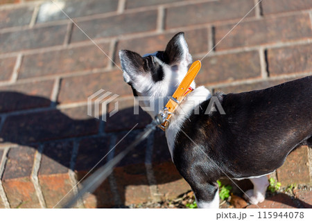 公園で遊ぶ愛犬　ボストンテリア 115944078