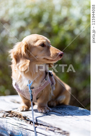 公園で散歩するダックスフンド 115944088