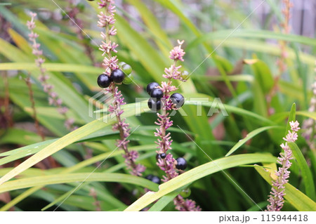 ヤブランの黒い実というか丸い果実。秋に黒く色づきます。Liriope muscari 115944418