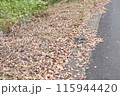 道路の隅に積もった秋を感じる風情のある落ち葉。 115944420