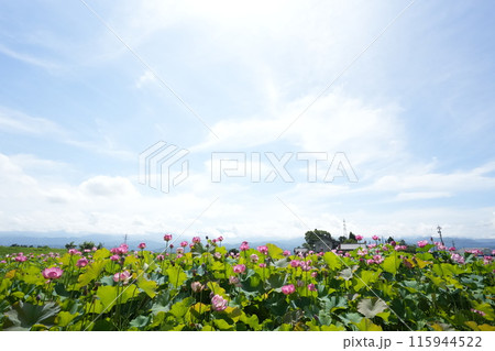 青空に向かって咲く蓮　富山県上市町9 115944522