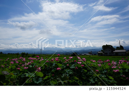 青空に向かって咲く蓮 富山県上市町10 青空に向かって咲く蓮 富山県上市町10 115944524