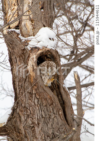 エゾフクロウ 115944611