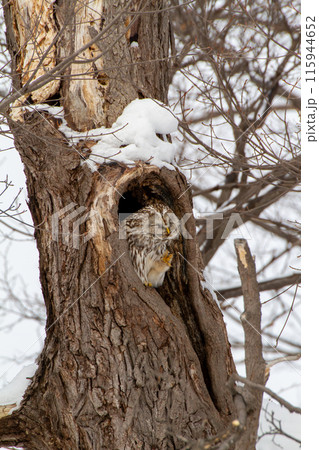 エゾフクロウ 115944652