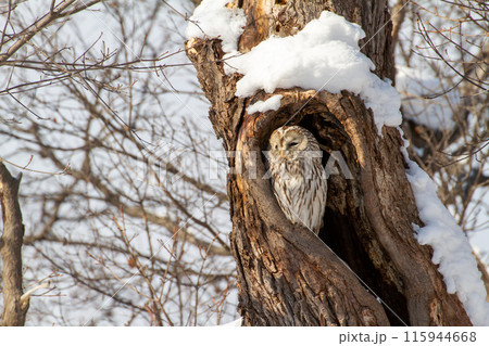 エゾフクロウ 115944668