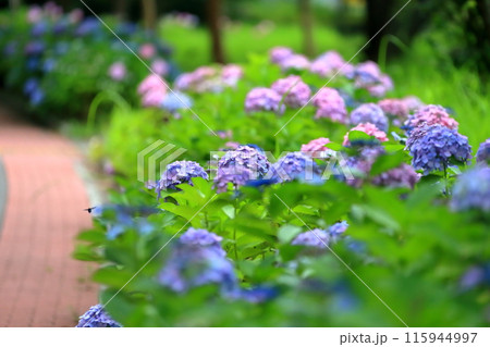 紫陽花 115944997
