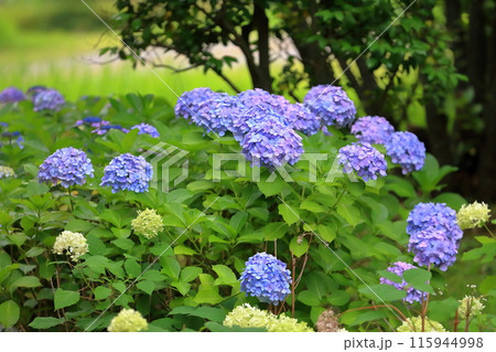 紫陽花 115944998