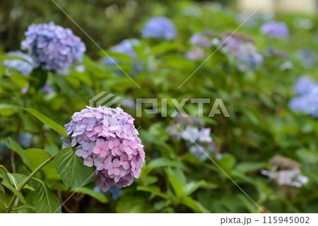 紫陽花 紫陽花 115945002