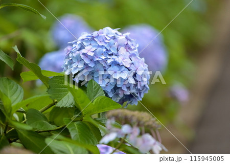 紫陽花 紫陽花 115945005