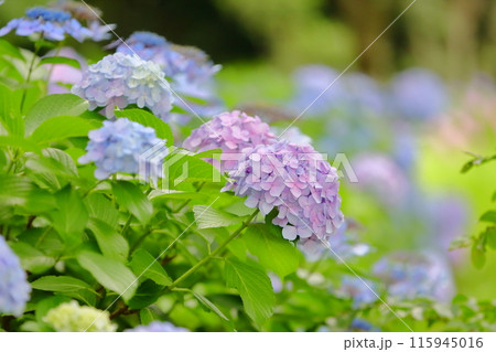 紫陽花 紫陽花 115945016