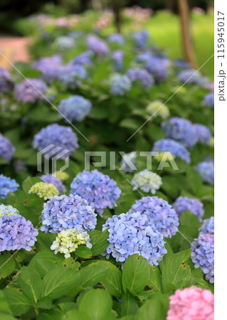 紫陽花 紫陽花 115945017