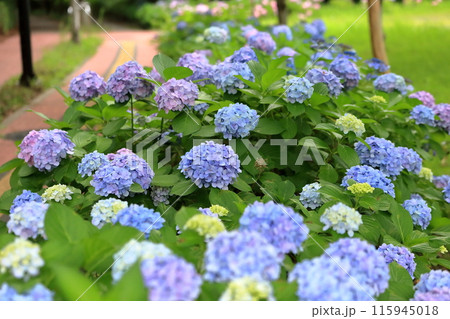 紫陽花 紫陽花 115945018