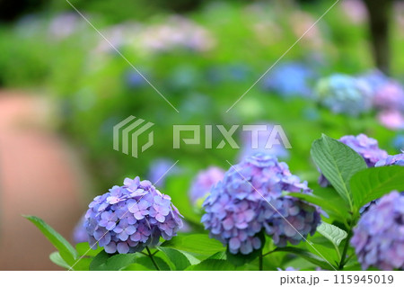 紫陽花 115945019