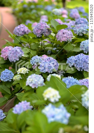紫陽花 紫陽花 115945020