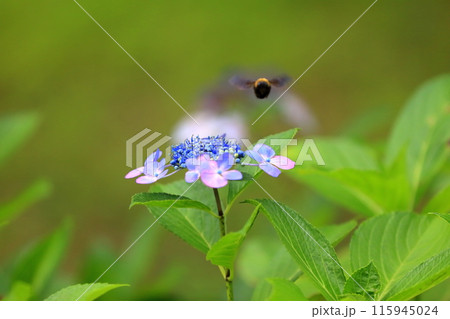 紫陽花 115945024