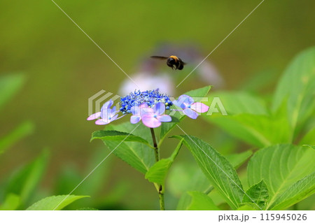 紫陽花 115945026