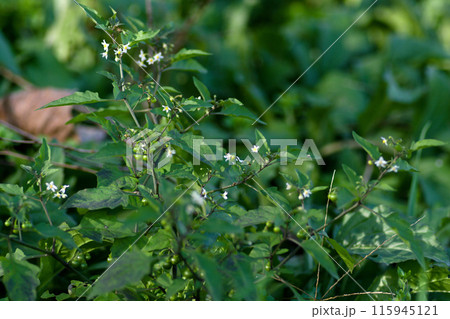 冬を待つ草むらの小さな花 冬を待つ草むらの小さな花 115945121