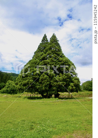 トトロの木・小杉の大杉（山形県・鮭川村） 115945242