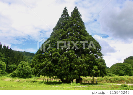 トトロの木・小杉の大杉（山形県・鮭川村） 115945243