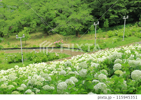 東京サマーランドわんダフルネイチャーヴィレッジあじさい園のアナベルの雪山 東京サマーランドわんダフルネイチャーヴィレッジあじさい園のアナベルの雪山 115945351
