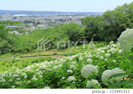 東京サマーランドわんダフルネイチャーヴィレッジあじさい園のアナベルの雪山 東京サマーランドわんダフルネイチャーヴィレッジあじさい園のアナベルの雪山 115945352