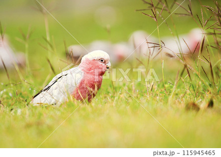 Galahs feeding during a misty morning 115945465