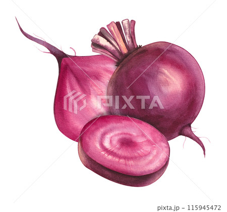 Beetroot isolated hand drawn for print and design 115945472