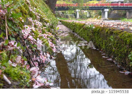 240423中橋桜z108 240423中橋桜z108 115945538