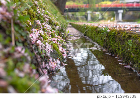 240423中橋桜z099 115945539